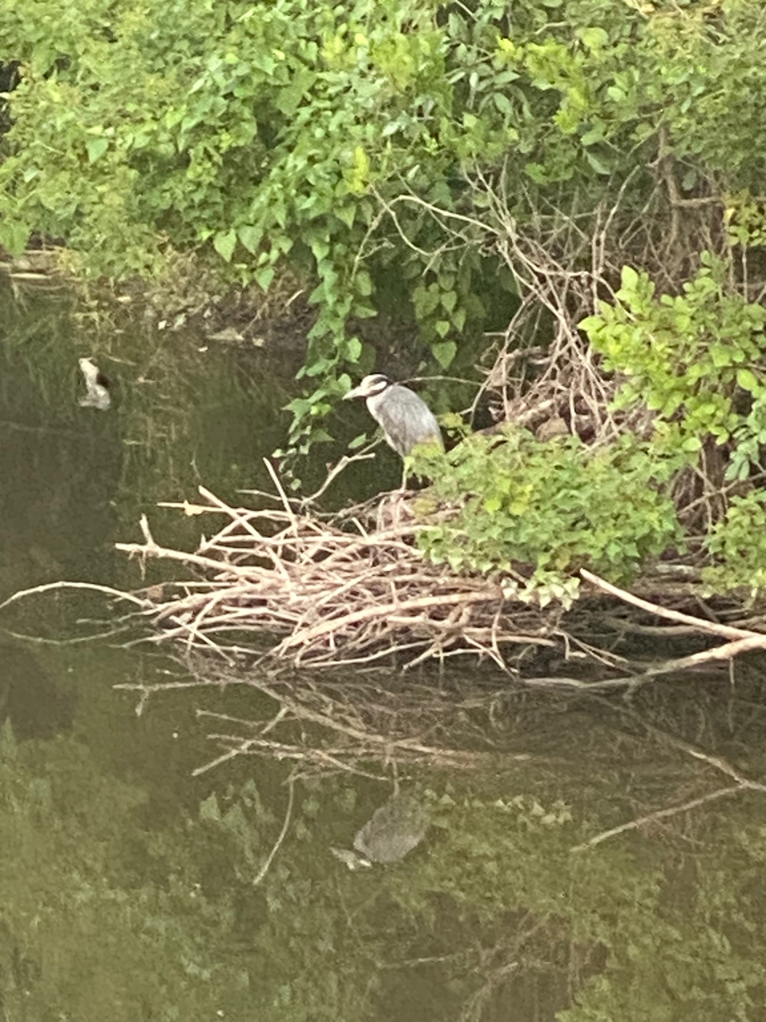Great Blue Heron on Lake Creek