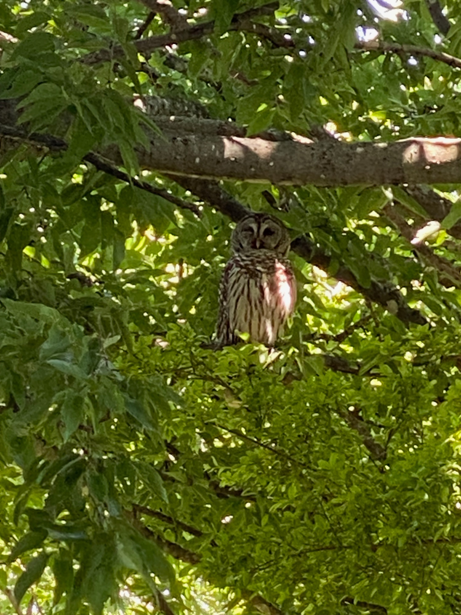 Barred owl perched in live oak canopy