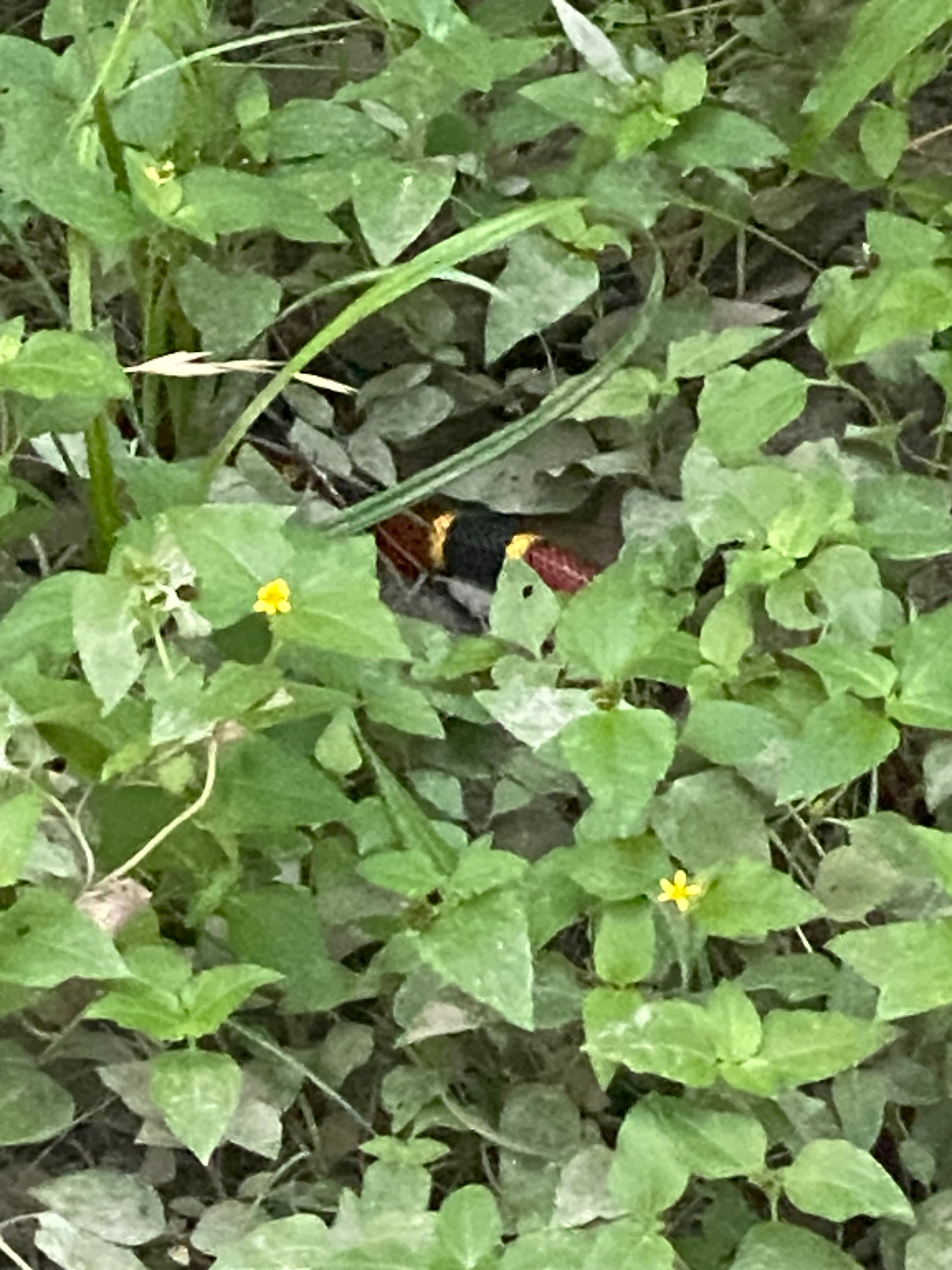 Texas Milk Snake on driveway